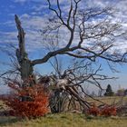 gebrochener Baumriese (4) in Herbstlandschaft der Rhön_näher ran