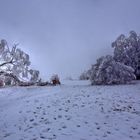 gebrochener Baumriese (5) in Schneelandschaft der Rhön_weiter weg