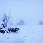 gebrochener Baumriese (7) in Schneelandschaft der Rhön_andere Perspektive