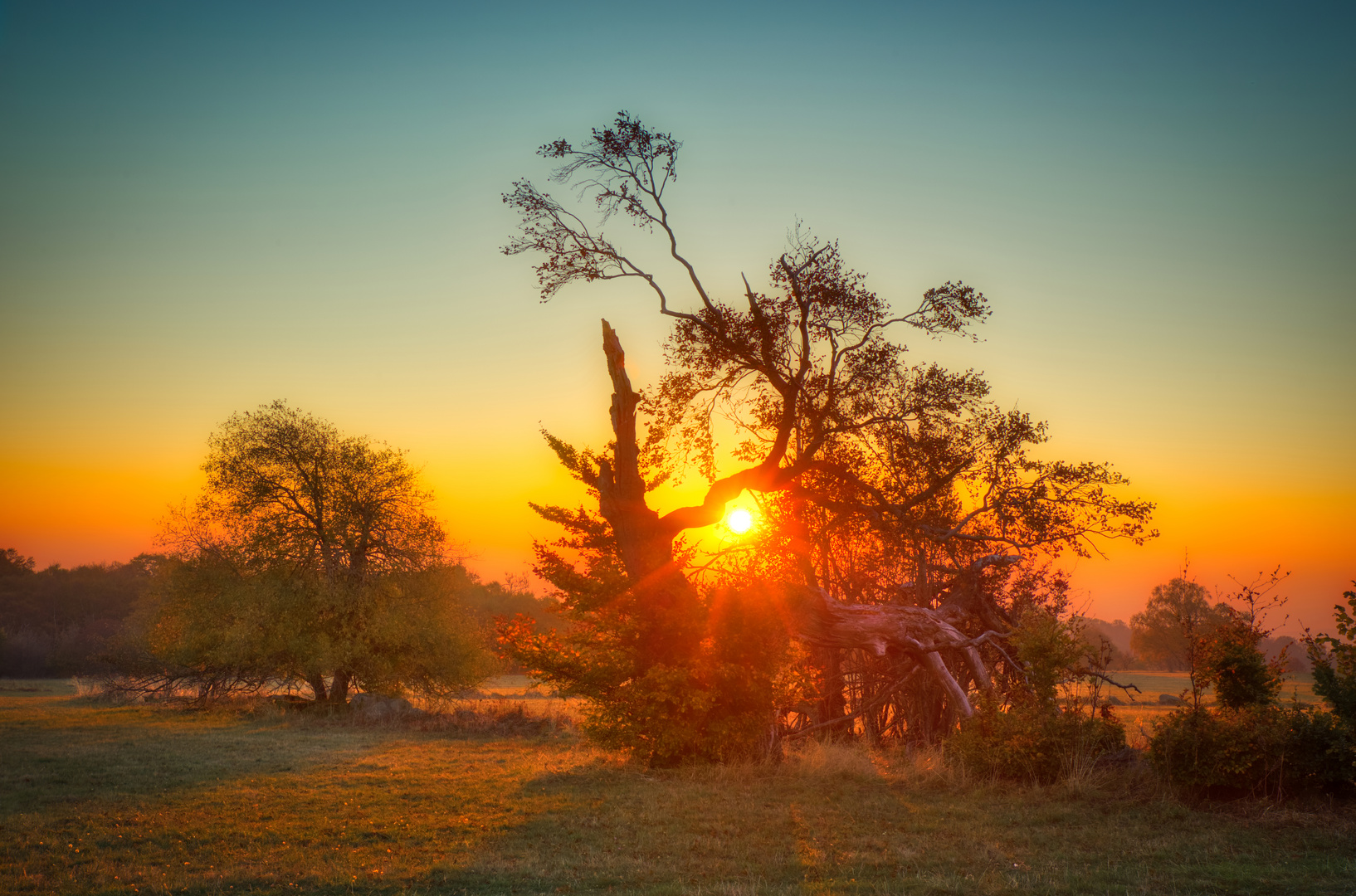 gebrochener Baumriese bei Sonnenaufgang