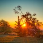 gebrochener Baumriese bei Sonnenaufgang