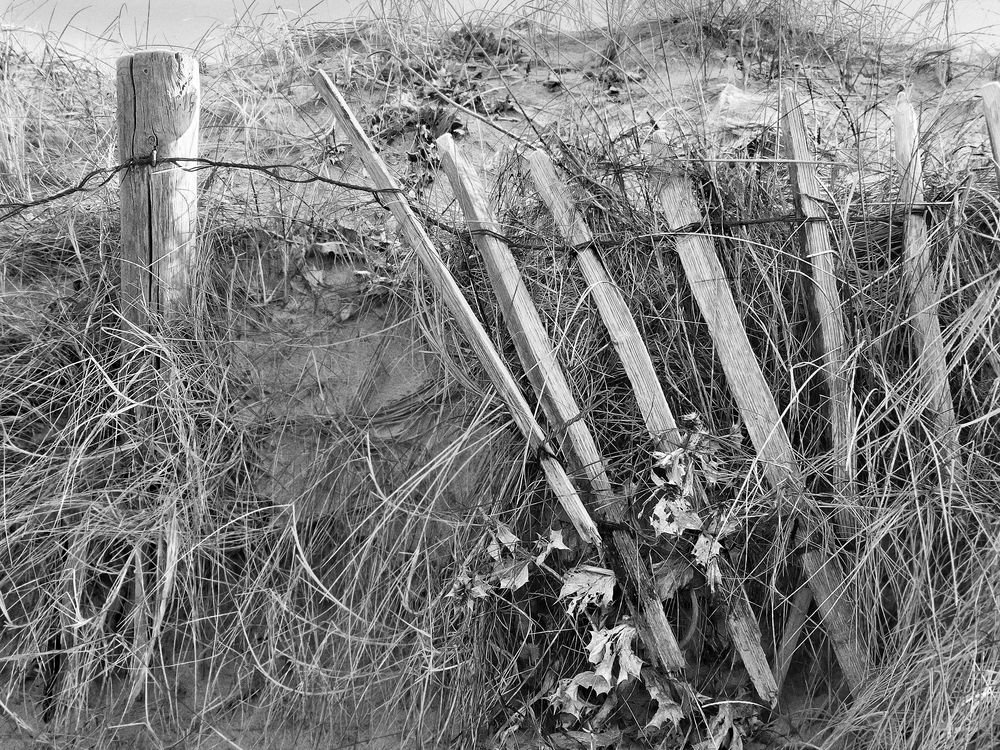 Gebrochener Lattenzaun und Silberdistel