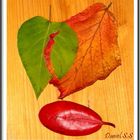 Gebrochenes Herbst-Blatt