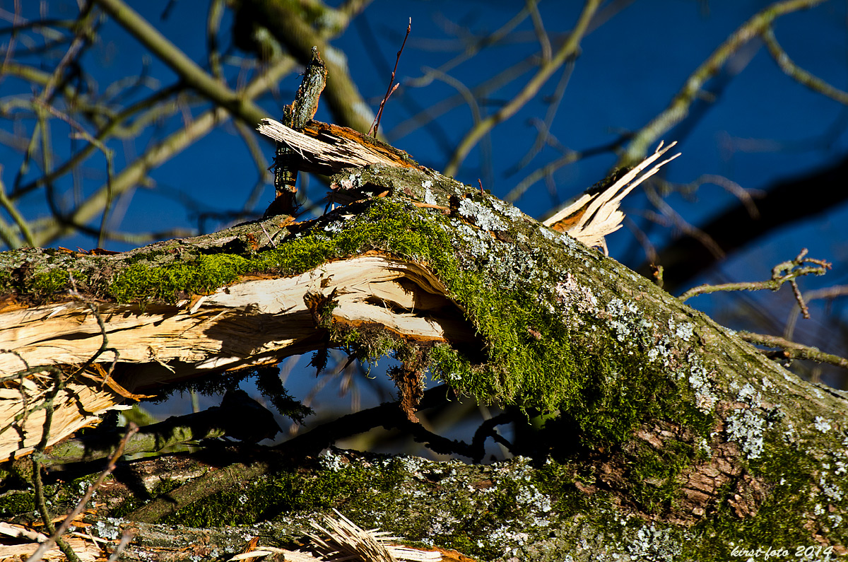 gebrochenes Holz