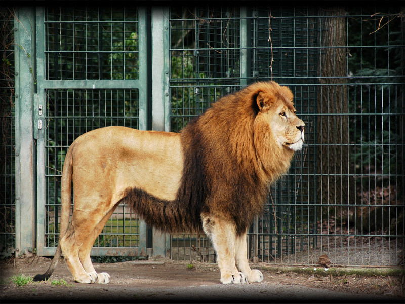 Gebrochner König