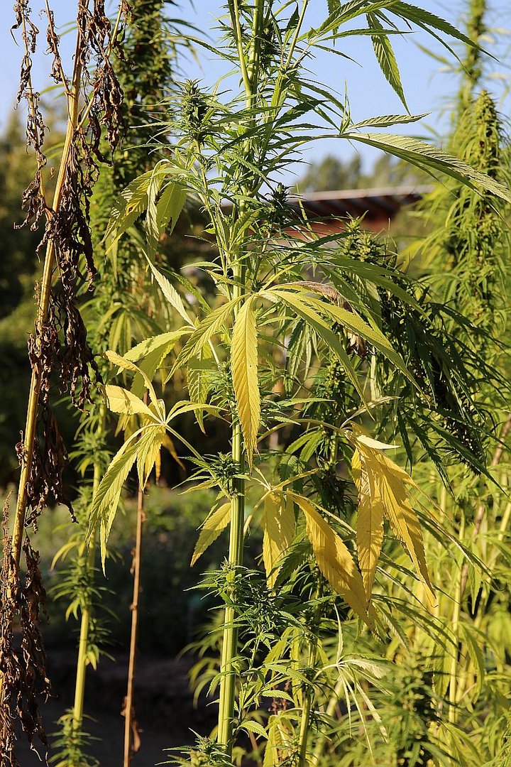 "Gebt das Hanf frei"...cannabis sativa