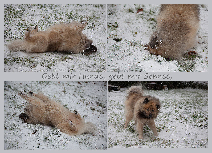 Gebt mir Hunde, gebt mr Schnee,