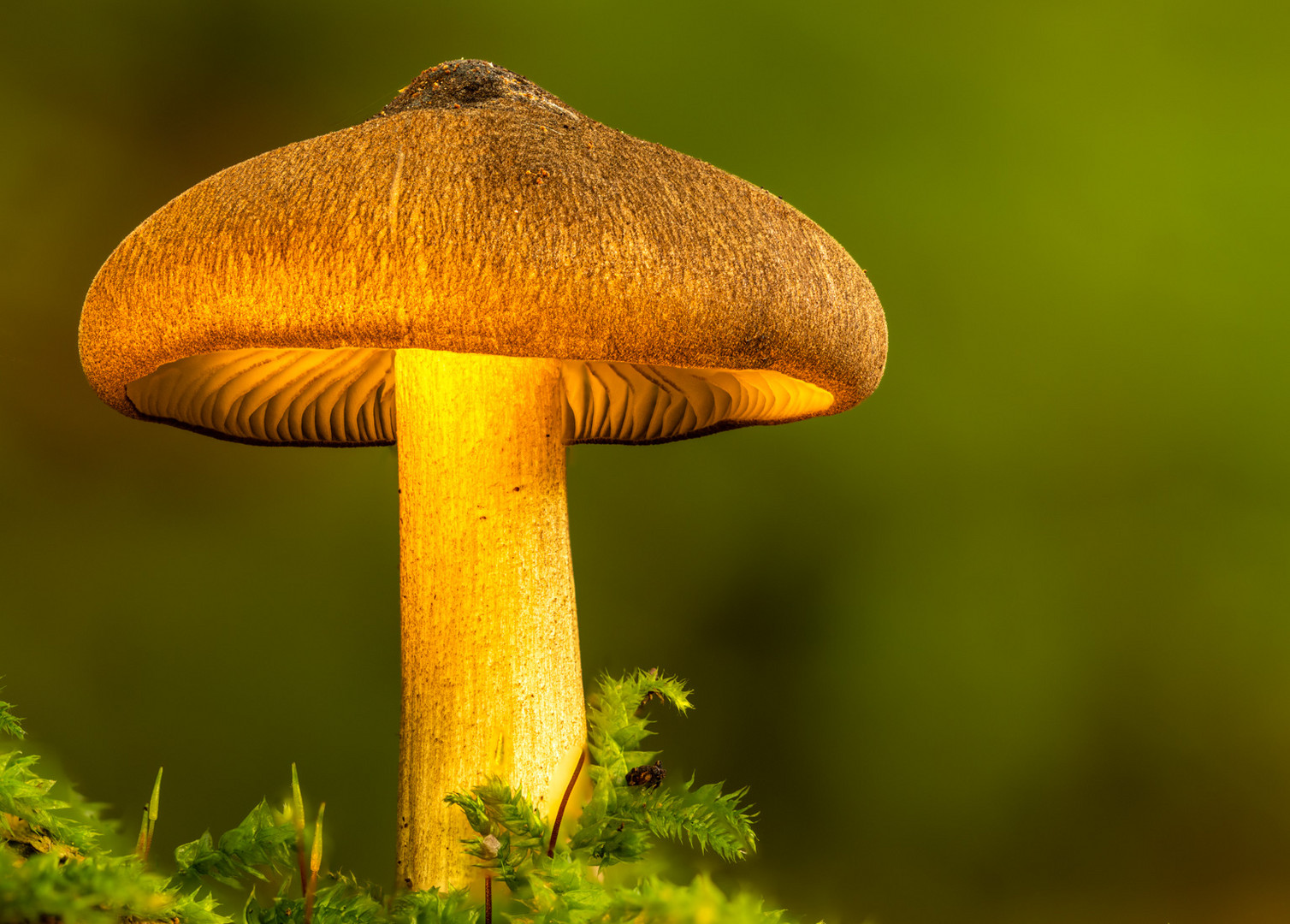 Gebuckelter Milchling - Lactarius Pilatii