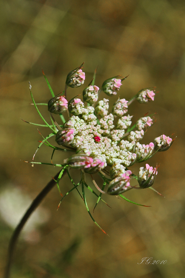 gebündelte Blümchen mit Einzelkämpfer