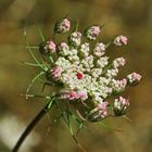 gebündelte Blümchen mit Einzelkämpfer