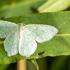 Gebüsch-Grünspanner ( hemithea aestivaria ) 