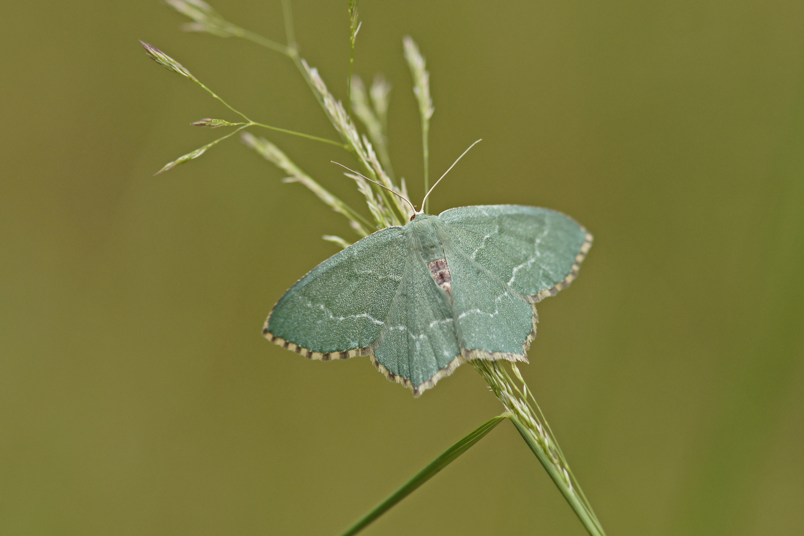 Gebüsch-Grünspanner (Hemithea aestivaria)