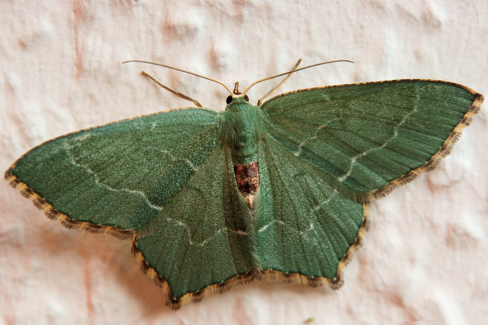 Gebüsch-Grünspanner (Hemithea aestivaria)