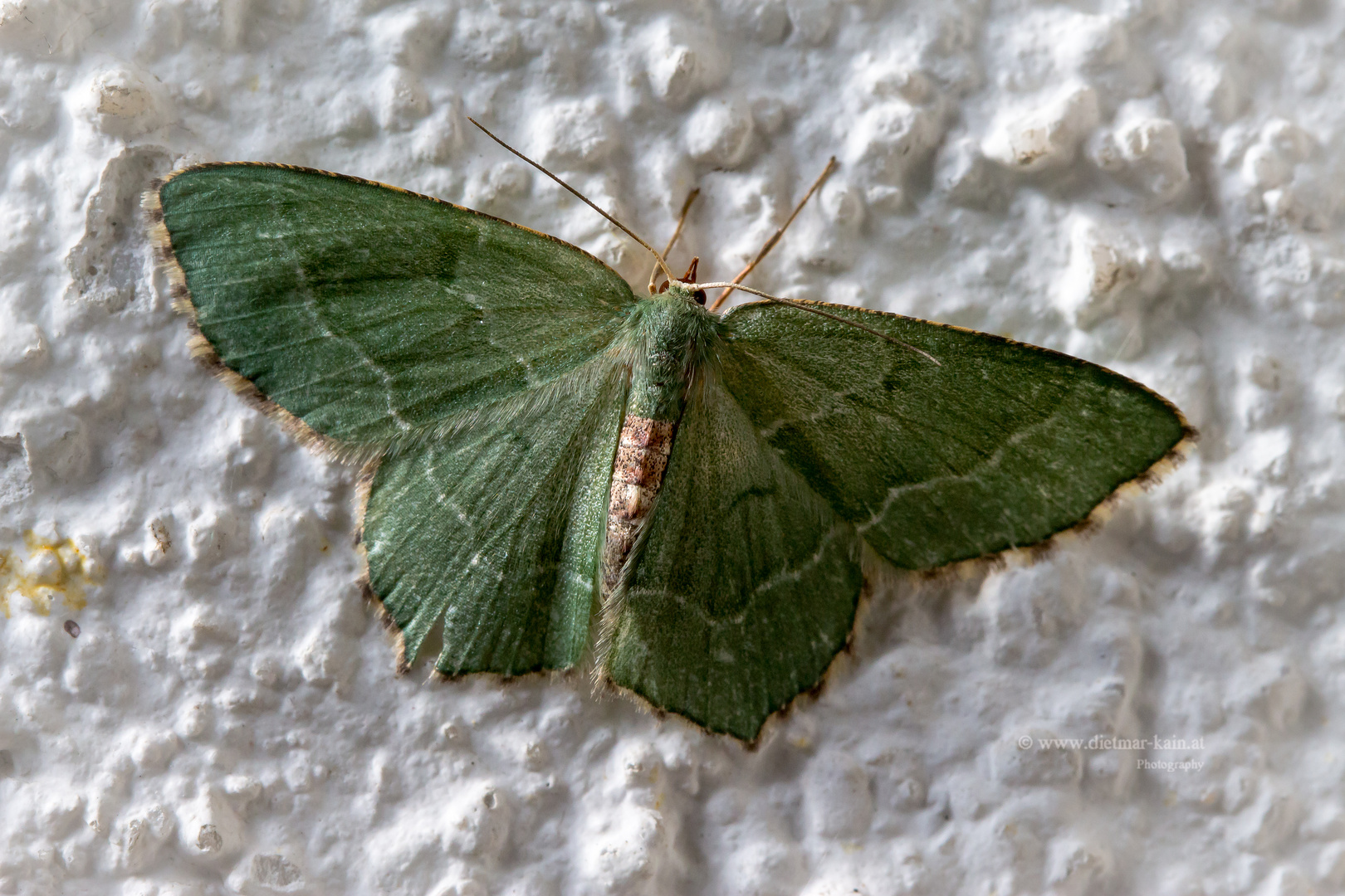 Gebüsch-Grünspanner (Hemithea aestivaria) ist ein Schmetterling (Nachtfalter) aus der Familie der Sp