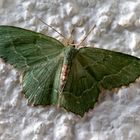 Gebüsch-Grünspanner (Hemithea aestivaria) ist ein Schmetterling (Nachtfalter) aus der Familie der Sp