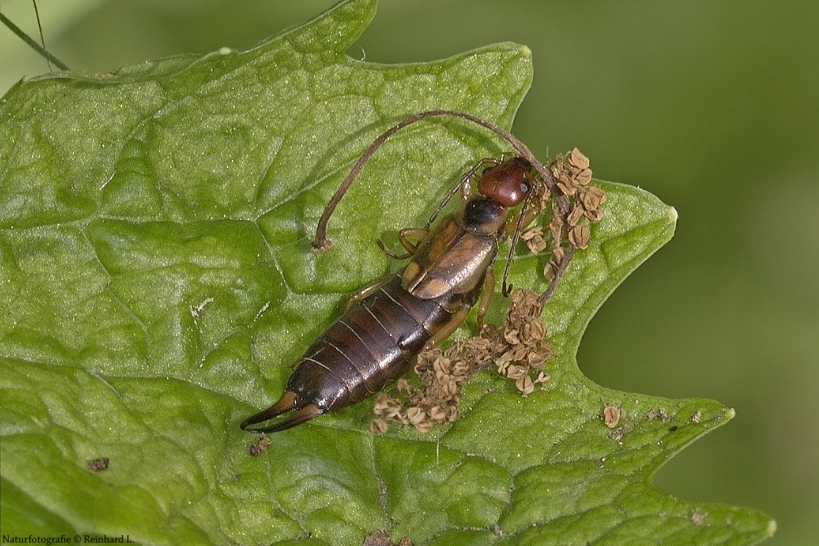 Gebüsch-Ohrwurm