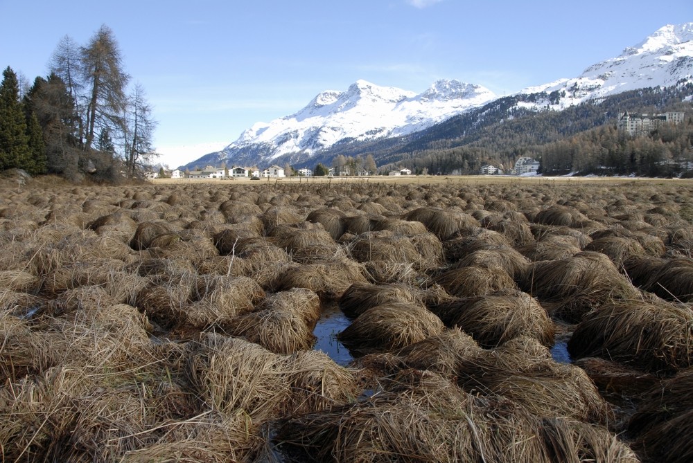 Gebüscheltes