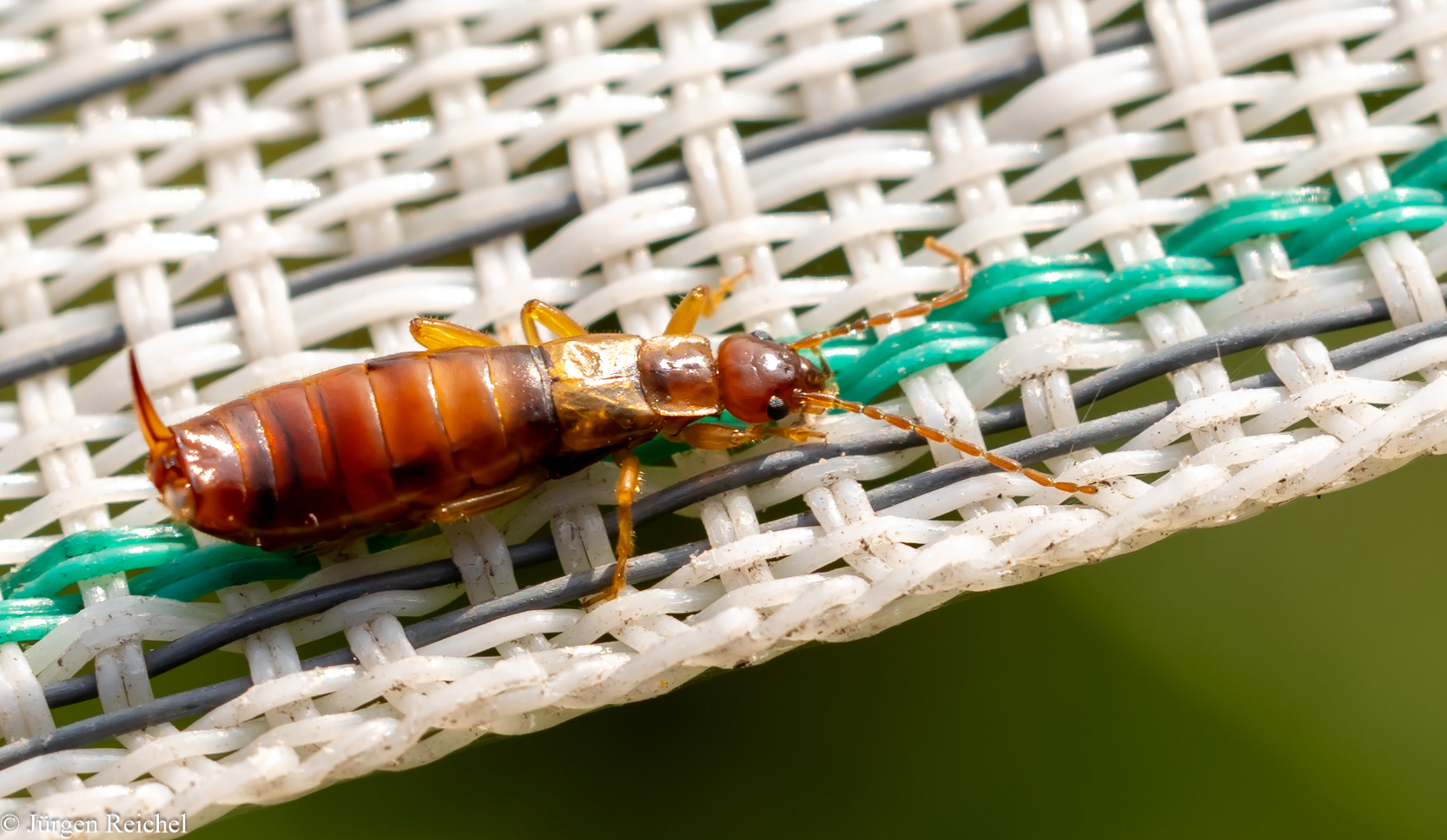 Gebüschohrwurm ( Apterygida media ) 