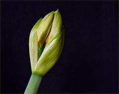 Geburt der Amaryllis  I