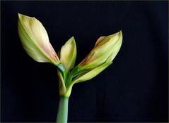 Geburt der Amaryllis III