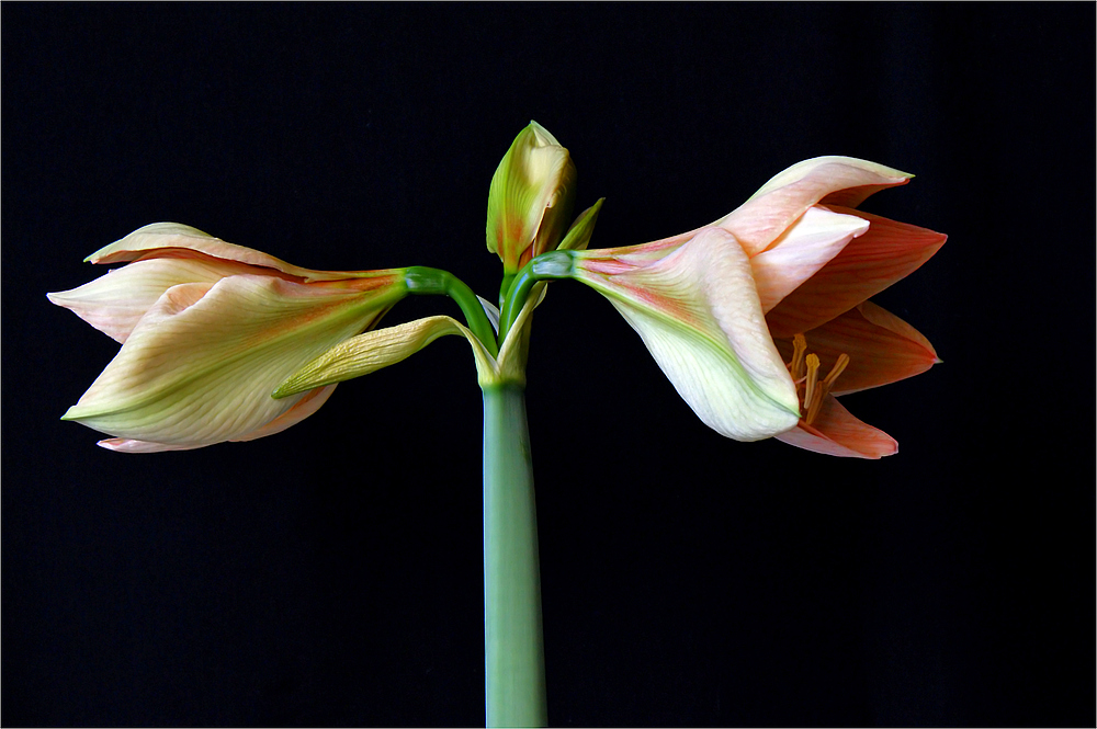 Geburt der Amaryllis IV