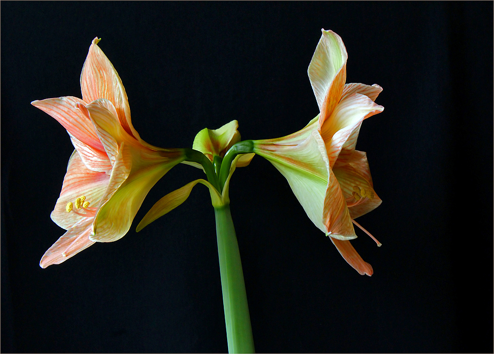 Geburt der Amaryllis V