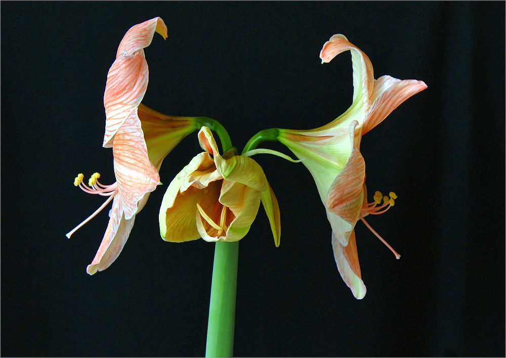 Geburt der Amaryllis VI