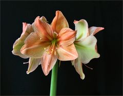 Geburt der Amaryllis VII