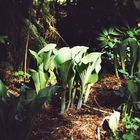 Geburt der Hosta