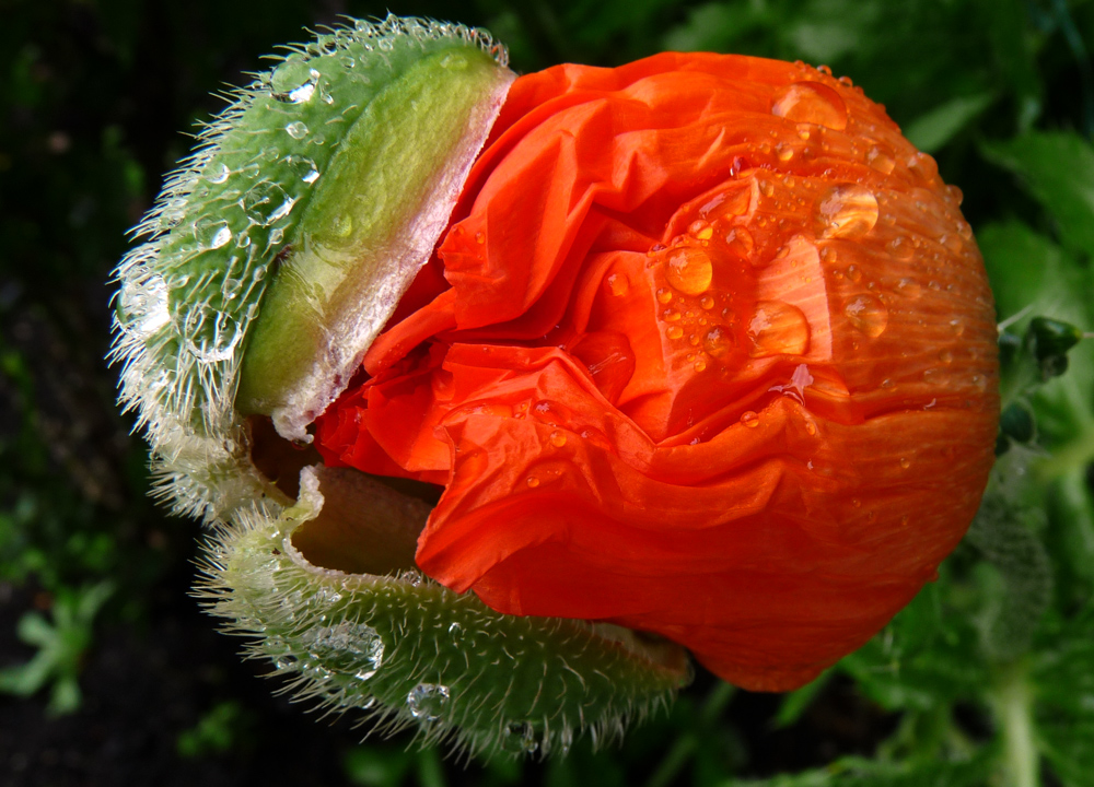 GEBURT DER MOHNBLÜTE