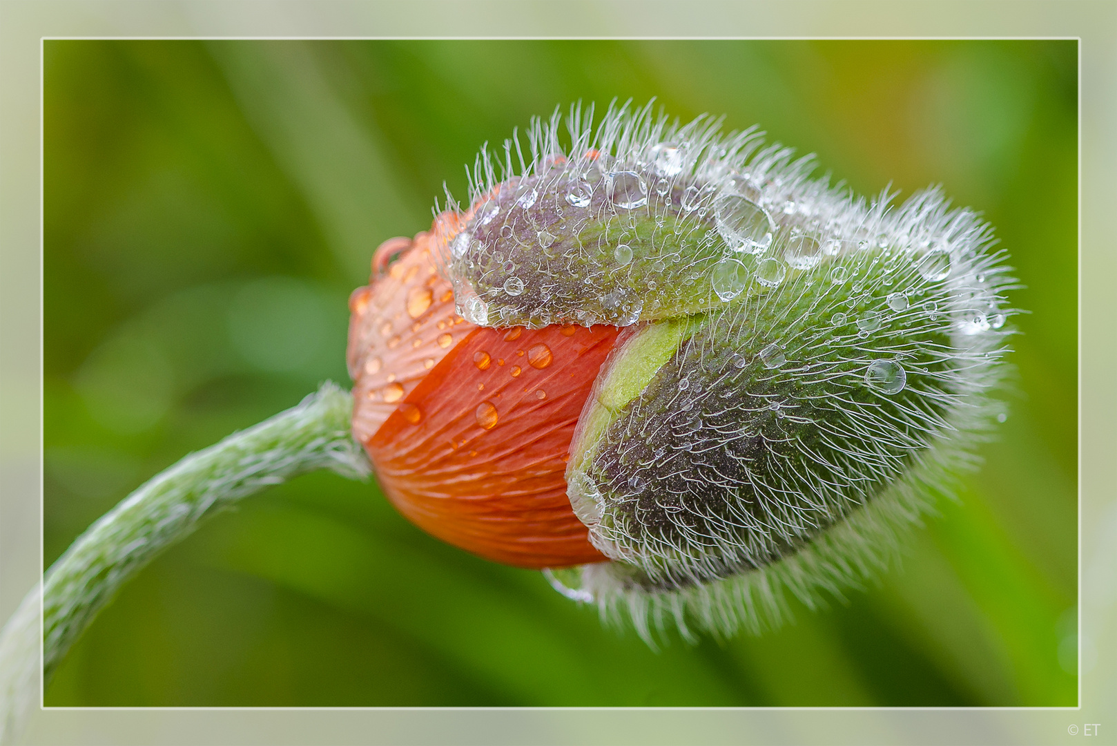 Geburt der Mohnblume