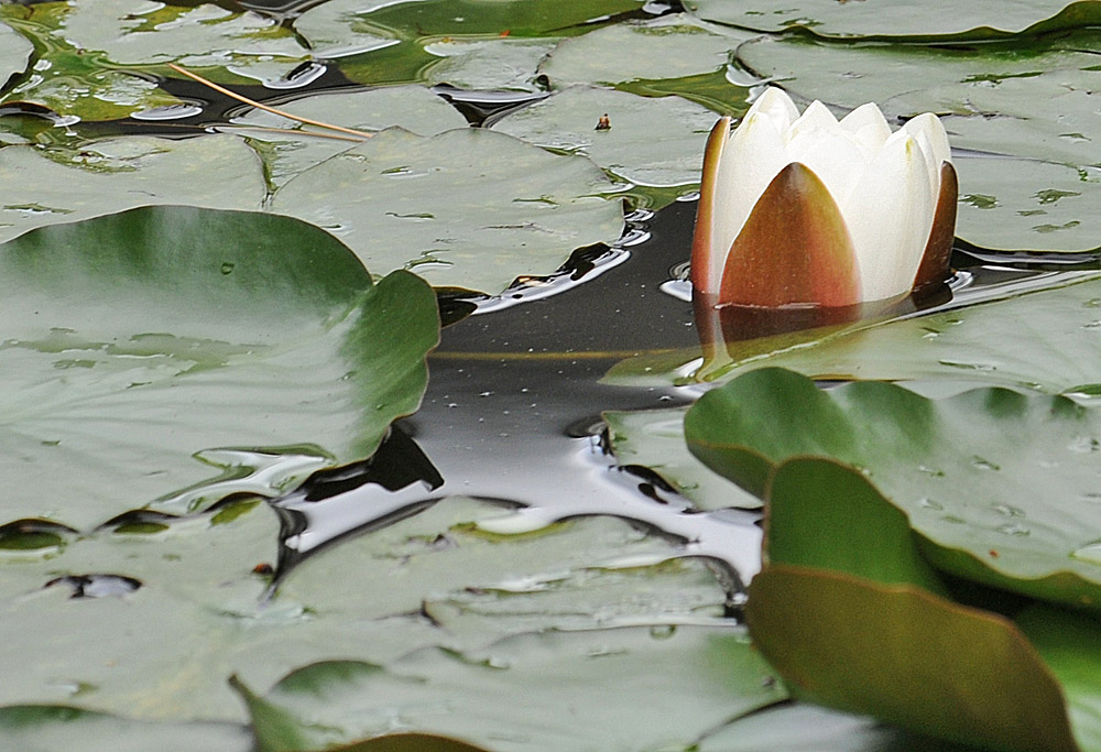 Geburt der Nymphaea