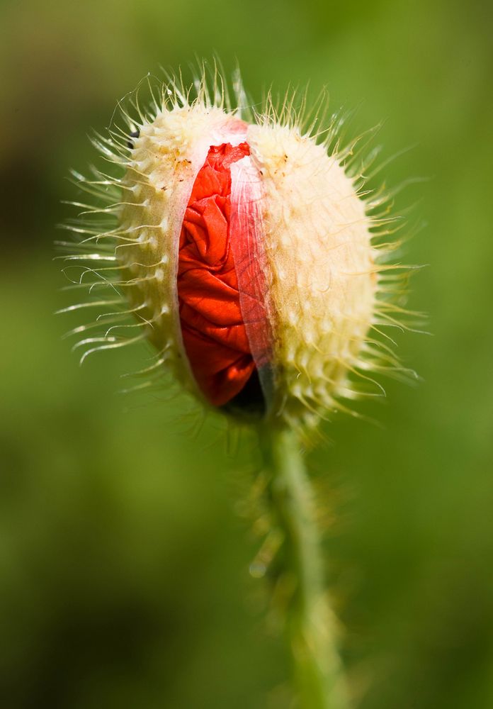 Geburt des Mohns von ECR 