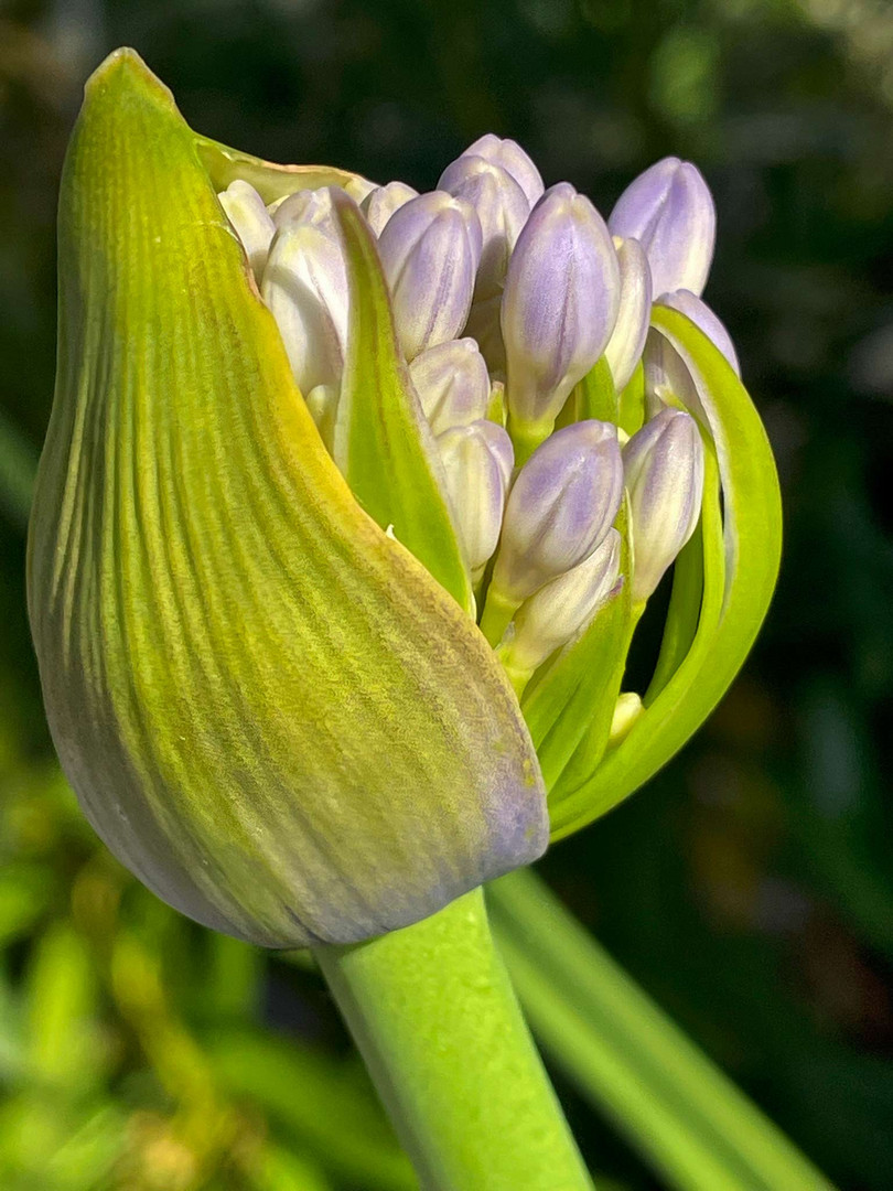 Geburt einer Agapanthusblüte