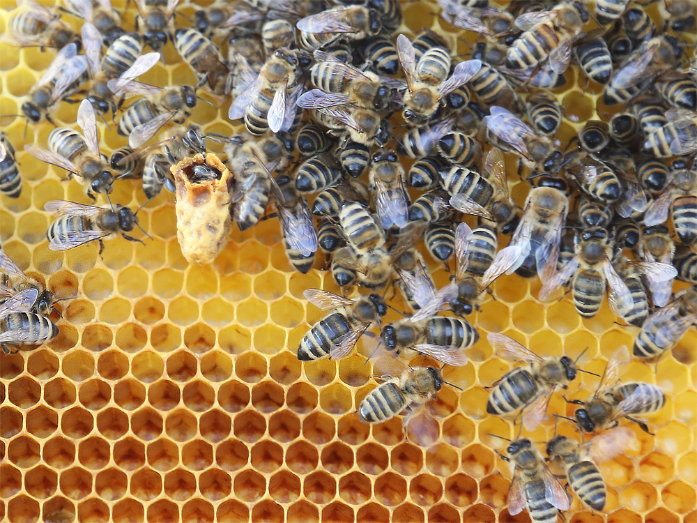 Geburt Einer Bienenkonigin Foto Bild Tiere Wildlife Insekten Bilder Auf Fotocommunity