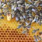 Geburt einer Bienenkönigin