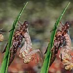 « Geburt einer Blaugrünen Mosaikjungfer (aeshna cyanea) »