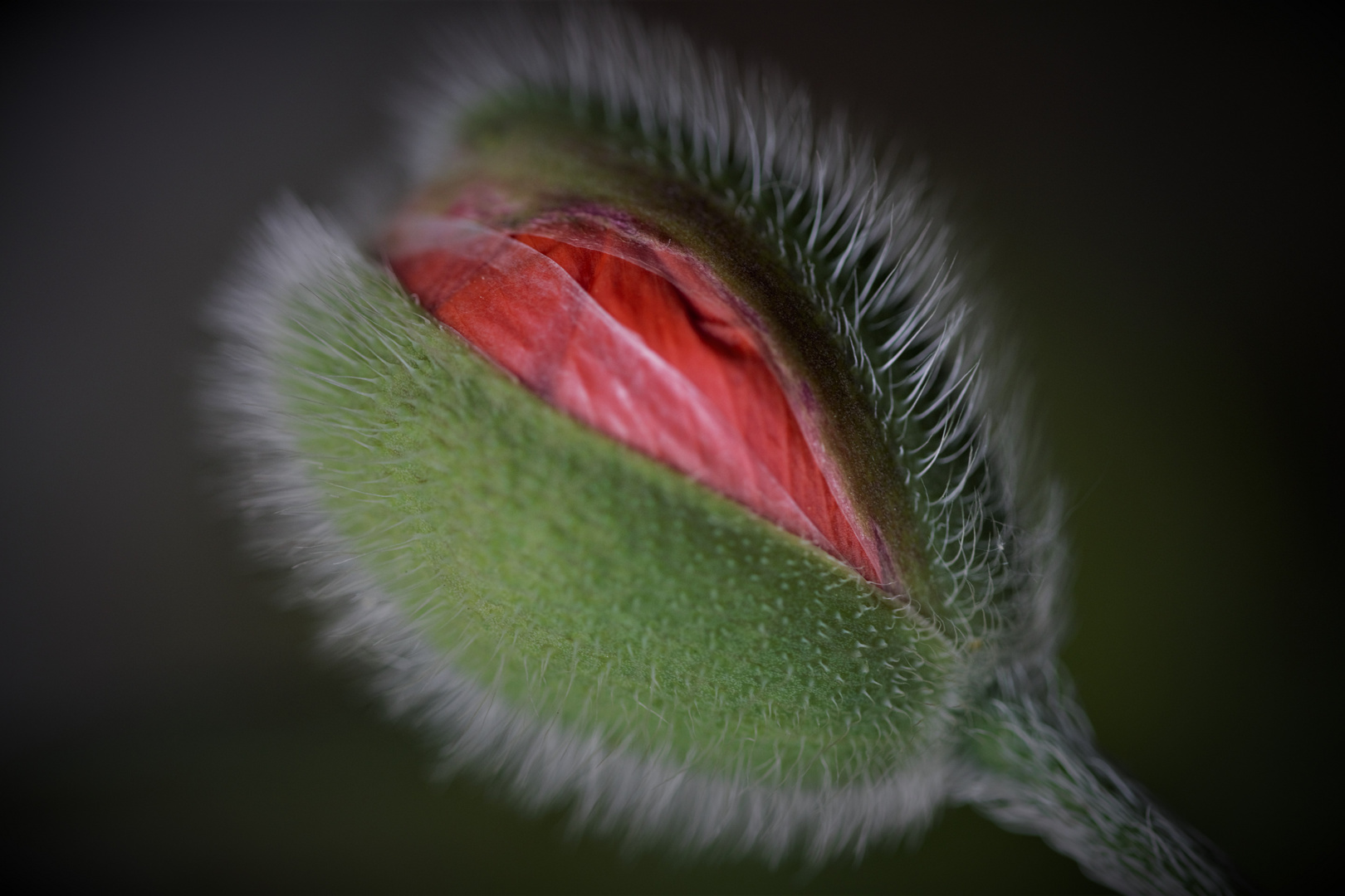 Geburt einer Blüte