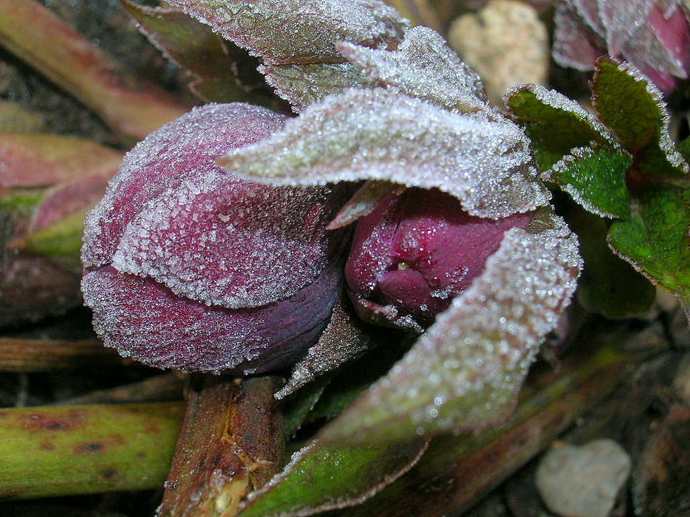 Geburt einer Christrose