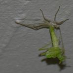 Geburt einer Heuschrecke