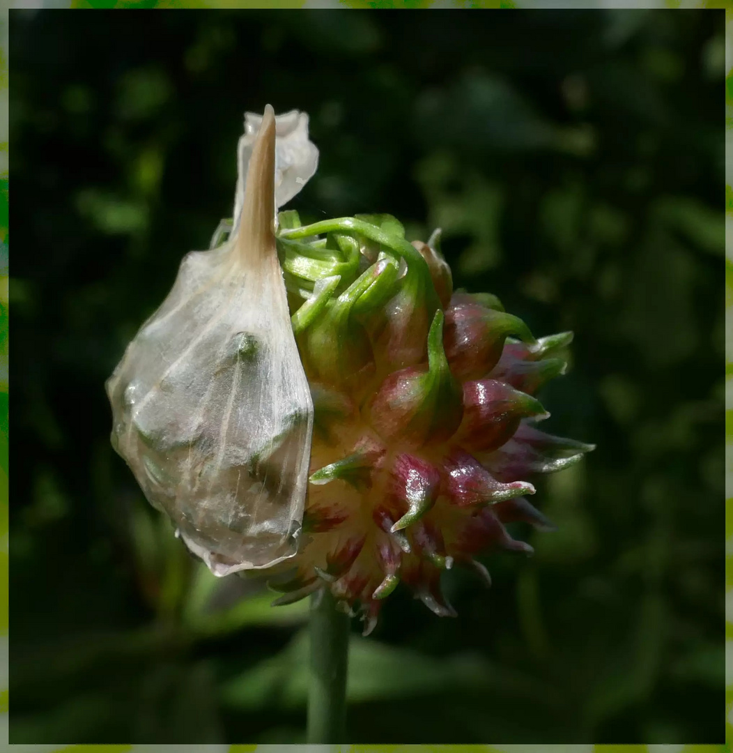 Geburt einer Knoblauchblüte...