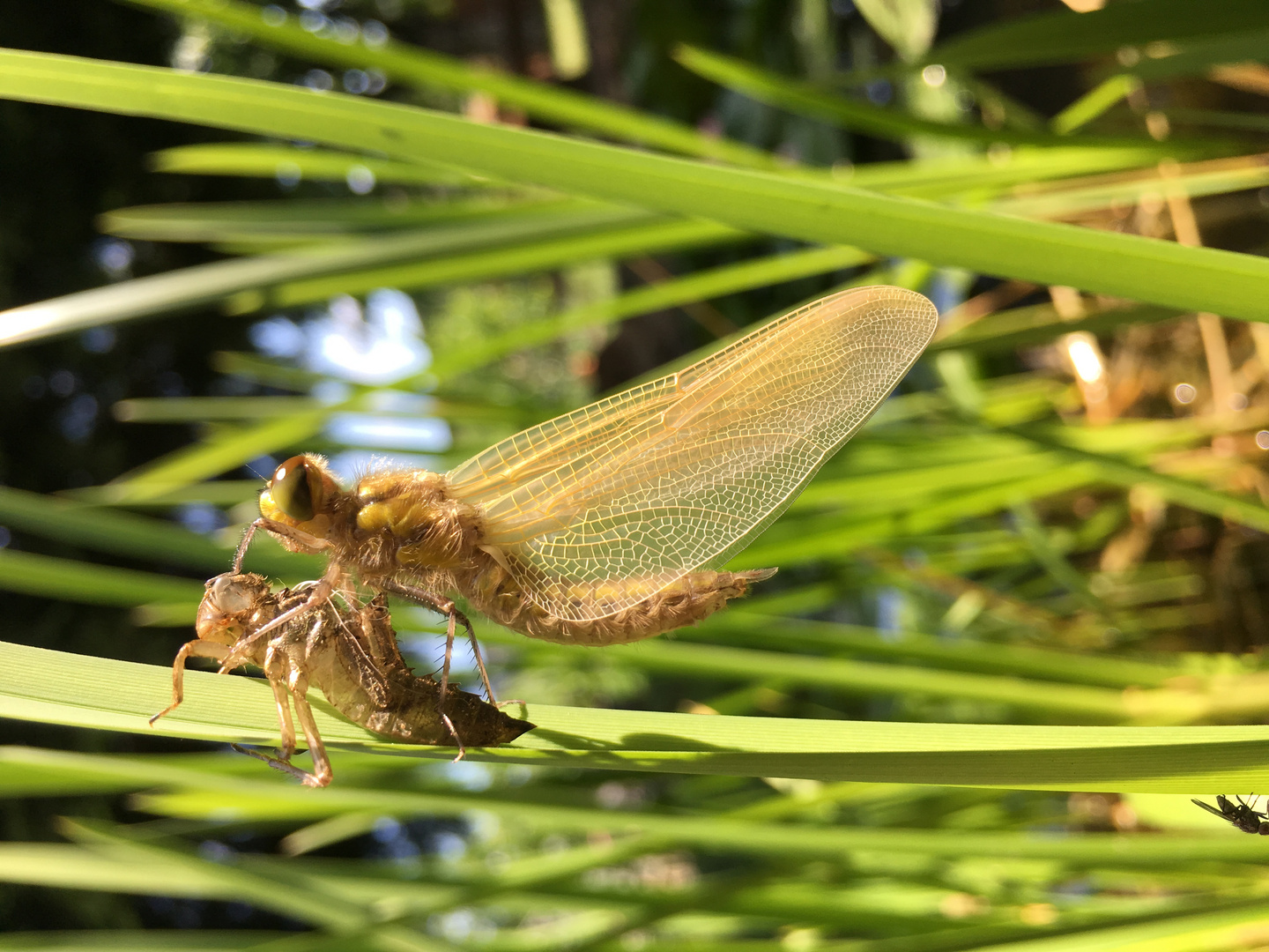 Geburt einer Libelle