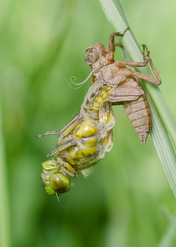 Geburt einer Libelle