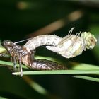 "Geburt" einer Libelle