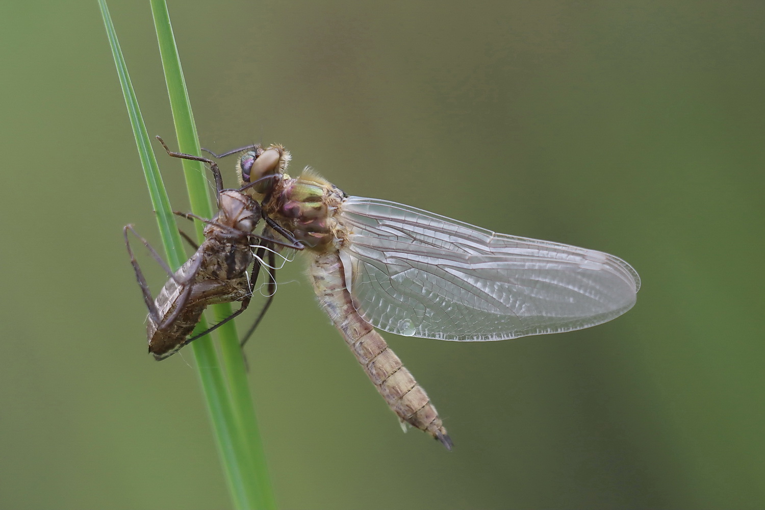 Geburt einer Libelle