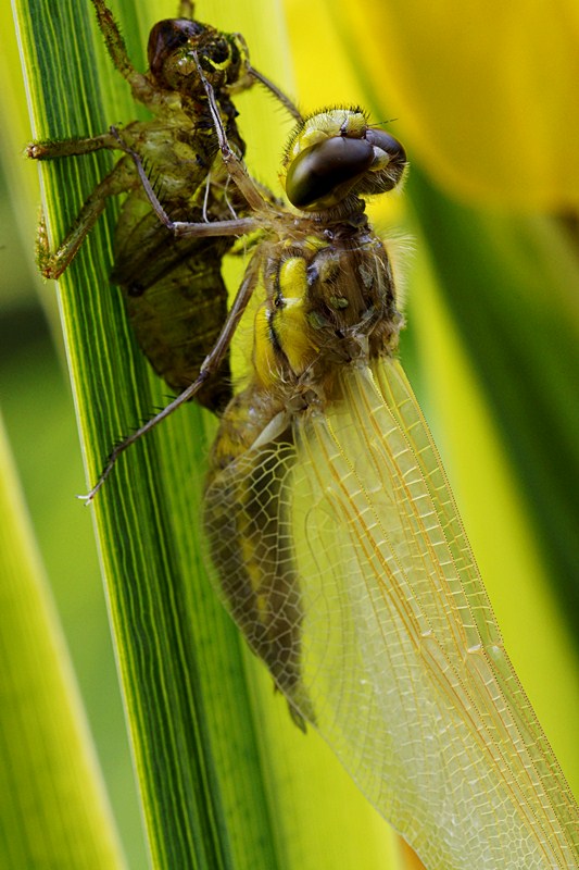 Geburt einer Libelle II