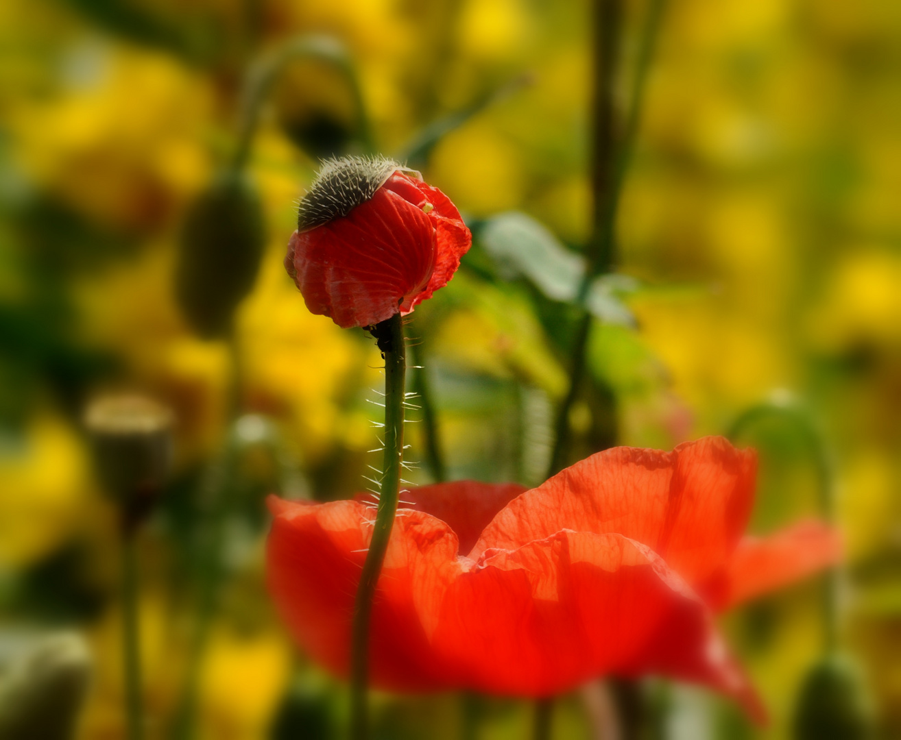 Geburt einer Mohnblüte