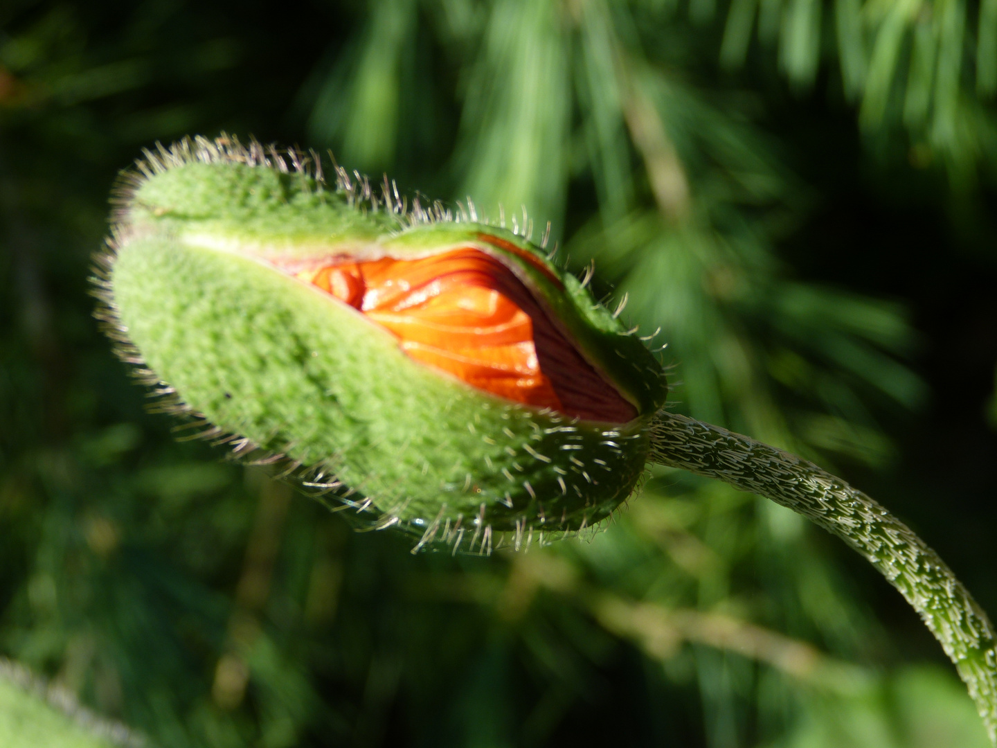 Geburt einer Mohnblume...