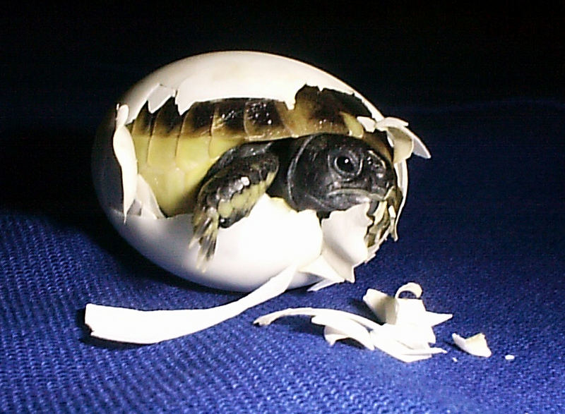 Geburt einer Schildkröte