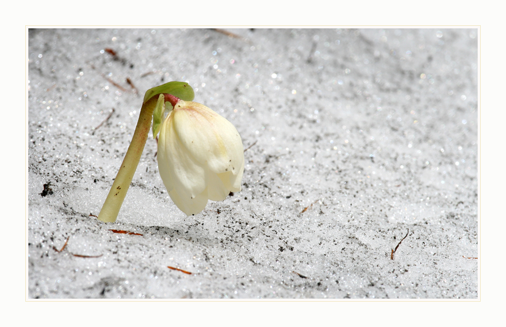 Geburt einer Schneerose